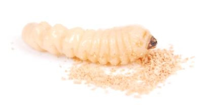 Larva bark beetle (Scolytinae). Larva of Bark beetles legless